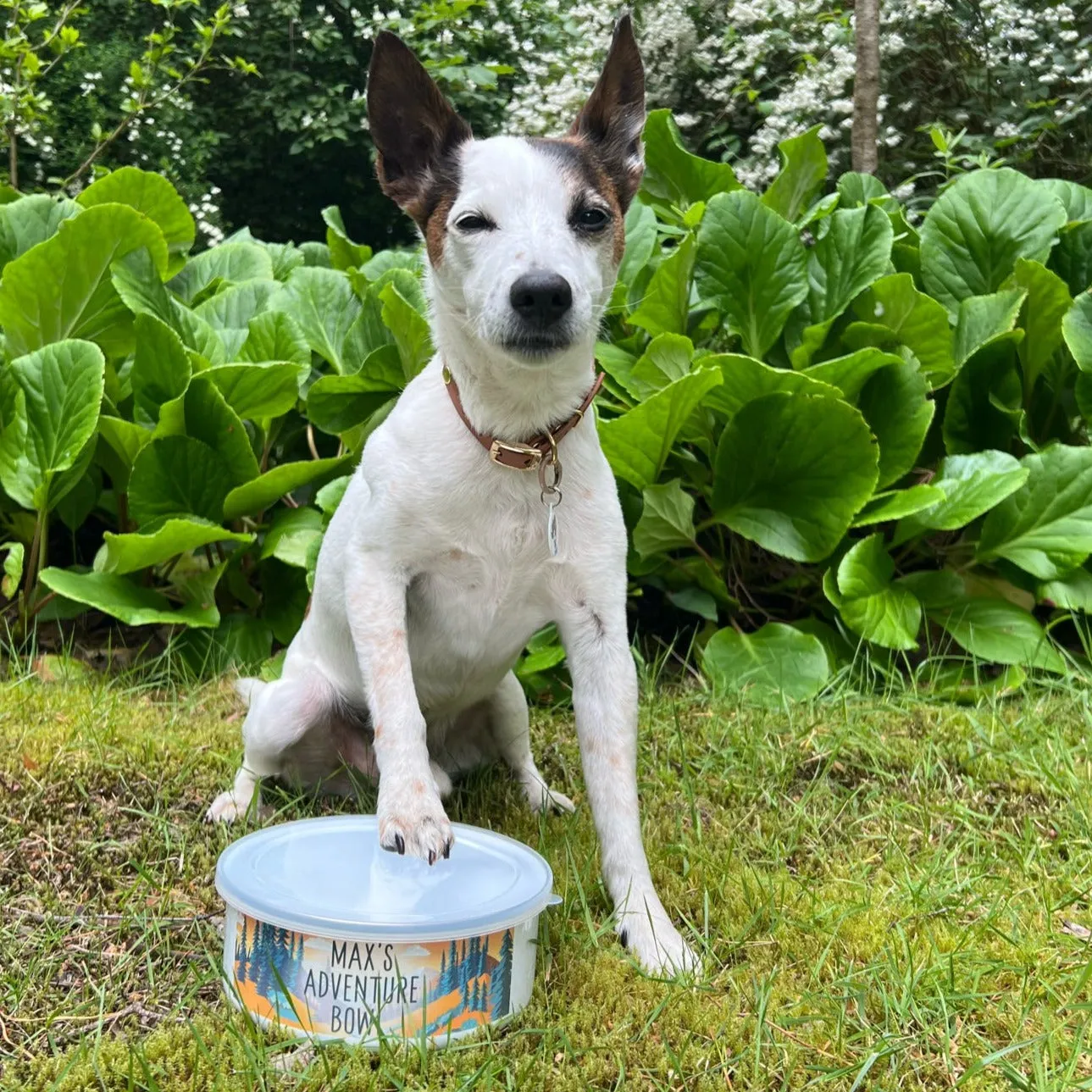 Adventure Awaits - Personalised Enamel Pet Bowl